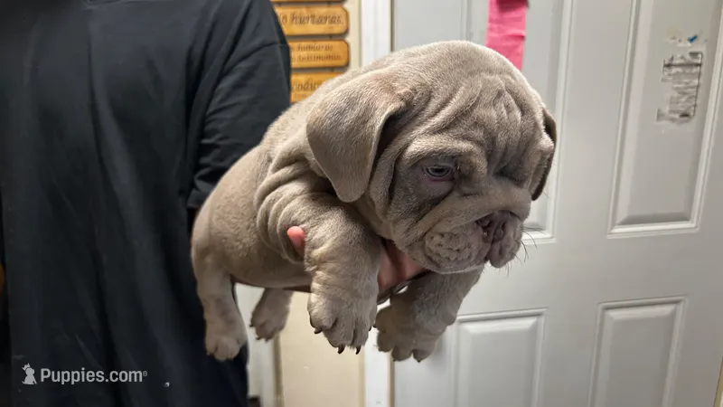English Bulldog – English Bulldog puppy for sale in Chicago, IL