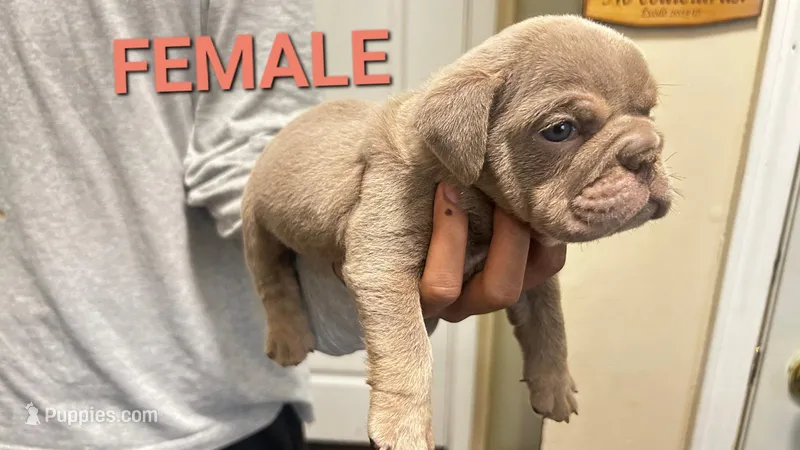 English Bulldog – English Bulldog puppy for sale in Chicago, IL