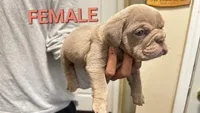 English Bulldog, a male English Bulldog for sale in Chicago, IL – 1 of 10