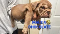 English Bulldog, a male English Bulldog for sale in Chicago, IL – 10 of 10