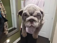 Milo, a male English Bulldog for sale in Chicago, IL – 5 of 5