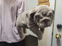 Milo, a male English Bulldog for sale in Chicago, IL – 3 of 5