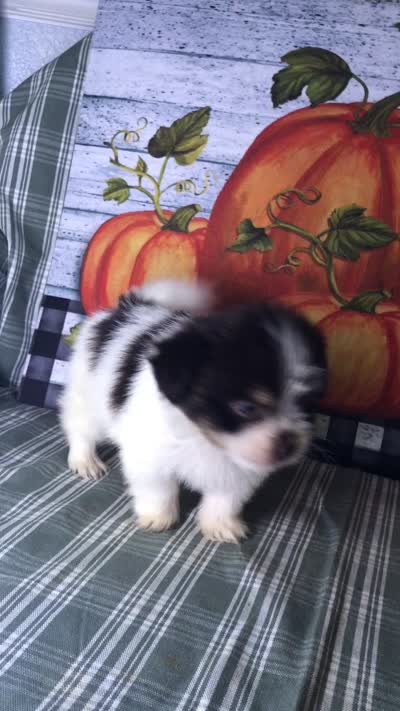 Ziggy, a male Pomeranian and Shih Tzu for sale in Republic, MO – 8 of 9