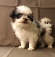 processed/2af72e33-224c-4b9a-9f72-c699d0b43352/listing/0ba316c9-3b8e-40de-88e7-0ffac37ad4e3/405852ea-4485-4269-9dc5-161769861fb8