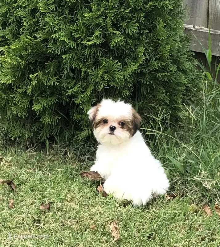 Rory  – Shih Tzu puppy for sale in Republic, MO