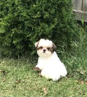 Rory , a female Shih Tzu for sale in Republic, MO – 1 of 4