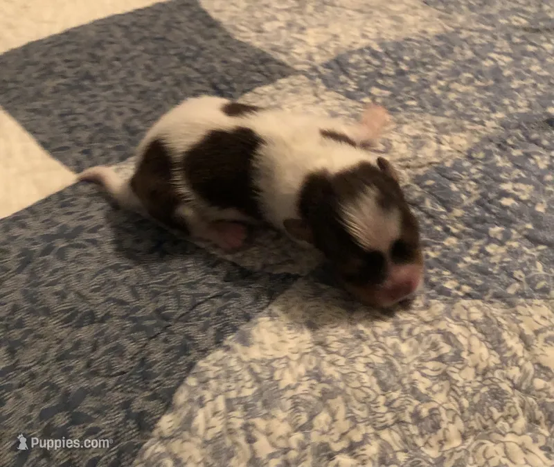 Pepper  – Pomeranian, Shih Tzu puppy for sale in Republic, MO