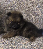 Smokie , a male Pomeranian for sale in Republic, MO – 9 of 9