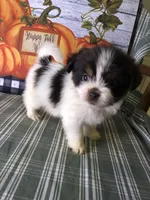 Ziggy, a male Pomeranian and Shih Tzu for sale in Republic, MO – 3 of 9