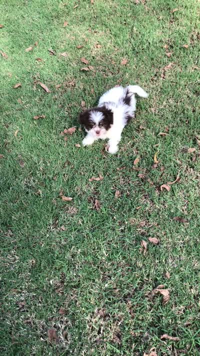 Sammy , a male Shiranian for sale in Republic, MO – 6 of 7