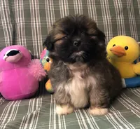 Patty’s Boy, a male Pomeranian and Shih Tzu for sale in Republic, MO – 5 of 10