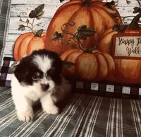 Bandit, a male Shiranian for sale in Republic, MO – 2 of 7