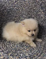 Sandy , a female Pomeranian for sale in Republic, MO – 4 of 9