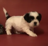 Danny , a male Shih Tzu for sale in Republic, MO – 6 of 7