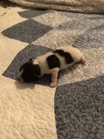 Ziggy, a male Pomeranian and Shih Tzu for sale in Republic, MO – 5 of 5
