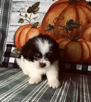 Bandit, a male Shiranian for sale in Republic, MO – 7 of 7