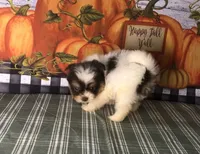 Pepper , a female Pomeranian and Shih Tzu for sale in Republic, MO – 6 of 8