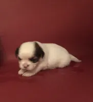 Sassy’s Girl , a female Shih Tzu for sale in Republic, MO – 7 of 9