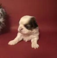 Sassy’s Girl , a female Shih Tzu for sale in Republic, MO – 9 of 9