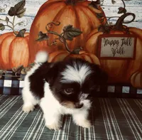 Toby, a male Pomeranian and Shih Tzu for sale in Republic, MO – 6 of 7
