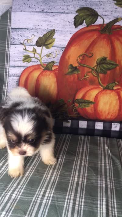 Pepper , a female Pomeranian and Shih Tzu for sale in Republic, MO – 8 of 8