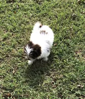 Spot, a male Shiranian for sale in Republic, MO – 2 of 9