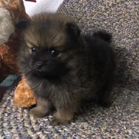 Smokie , a male Pomeranian for sale in Republic, MO – 4 of 9