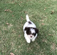 Sammy , a male Shiranian for sale in Republic, MO – 2 of 7