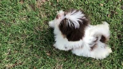 Spot, a male Pomeranian and Shih Tzu for sale in Republic, MO – 9 of 10