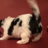 Danny , a male Shih Tzu for sale in Republic, MO – 4 of 7