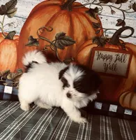 Scotty, a male Shiranian for sale in Republic, MO – 4 of 8