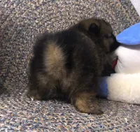 Smokie , a male Pomeranian for sale in Republic, MO – 2 of 9