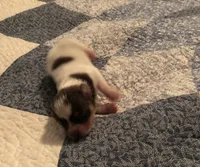 Pepper , a female Pomeranian and Shih Tzu for sale in Republic, MO – 2 of 3