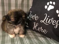 Patty’s Boy, a male Pomeranian and Shih Tzu for sale in Republic, MO – 10 of 10