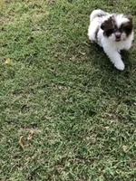 Sammy, a male Pomeranian and Shih Tzu for sale in Republic, MO – 2 of 5