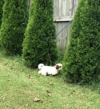 Rory , a female Shih Tzu for sale in Republic, MO – 2 of 4