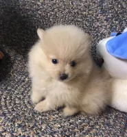 Sandy , a female Pomeranian for sale in Republic, MO – 7 of 9