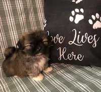 Patty’s Boy, a male Pomeranian and Shih Tzu for sale in Republic, MO – 8 of 10