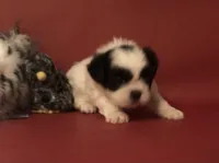 Danny , a male Shih Tzu for sale in Republic, MO – 2 of 7
