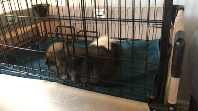 Sandy , a female Pomeranian for sale in Republic, MO – 9 of 9
