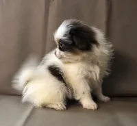 processed/2af72e33-224c-4b9a-9f72-c699d0b43352/listing/3d66faa1-3b41-4525-9361-7031f0aaa9e9/891f4019-472c-4eed-92e7-2efec3db93c8