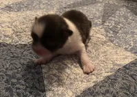 Toby, a male Shiranian for sale in Republic, MO – 1 of 4