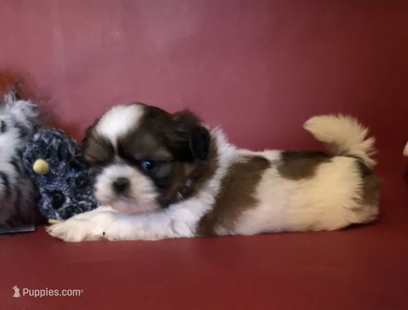 Sandy – Shih Tzu puppy for sale in Republic, MO
