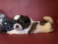 Sandy, a female Shih Tzu for sale in Republic, MO – 1 of 4