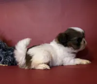 Sandy, a female Shih Tzu for sale in Republic, MO – 4 of 4