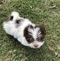 Spot, a male Pomeranian and Shih Tzu for sale in Republic, MO – 8 of 10