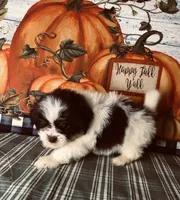 Bandit, a male Pomeranian and Shih Tzu for sale in Republic, MO – 4 of 8
