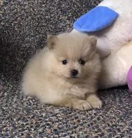 Sandy , a female Pomeranian for sale in Republic, MO – 5 of 9