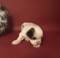 Sassy’s Girl , a female Shih Tzu for sale in Republic, MO – 4 of 9