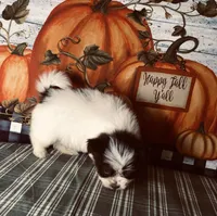 Scotty, a male Shiranian for sale in Republic, MO – 5 of 8